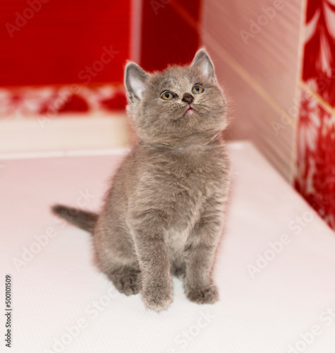 beautiful grey Scottish kitten sitting in the bathroom