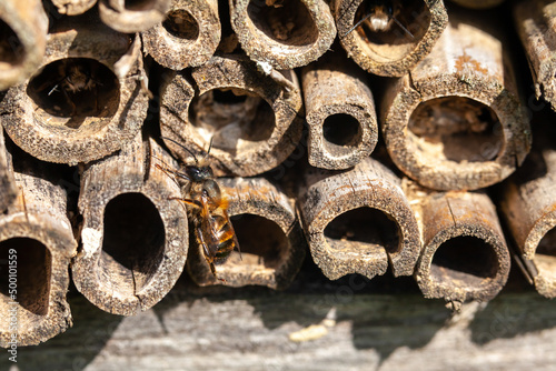 Pollinisateurs - Osmie cornue occupant un hôtel à insectes en bambou