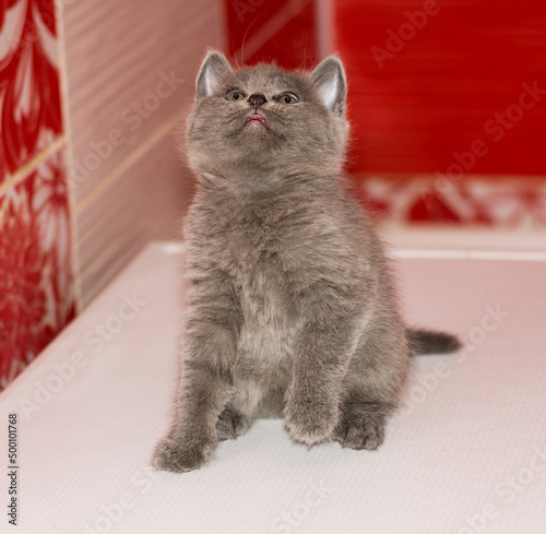 Obraz na płótnie baby scottish straight playful grey kitten sitting in the bathroom w salonie