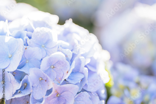 Hydrangea flower in close up with sunlight © Oran Tantapakul