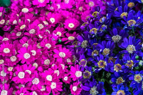 Fototapeta Naklejka Na Ścianę i Meble -  Spring flowers blooming. Pink spring seasonal flowers in florist store. Selective focus
