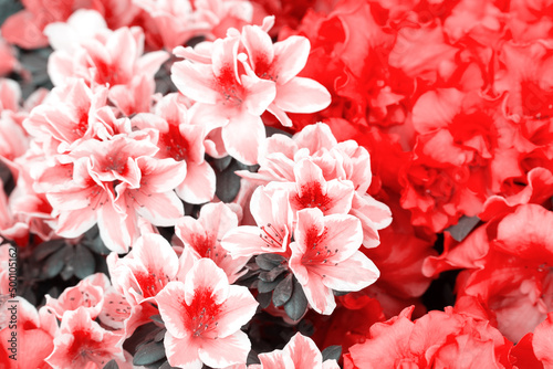 Spring flowers blooming. Pink spring seasonal flowers in florist store. Selective focus