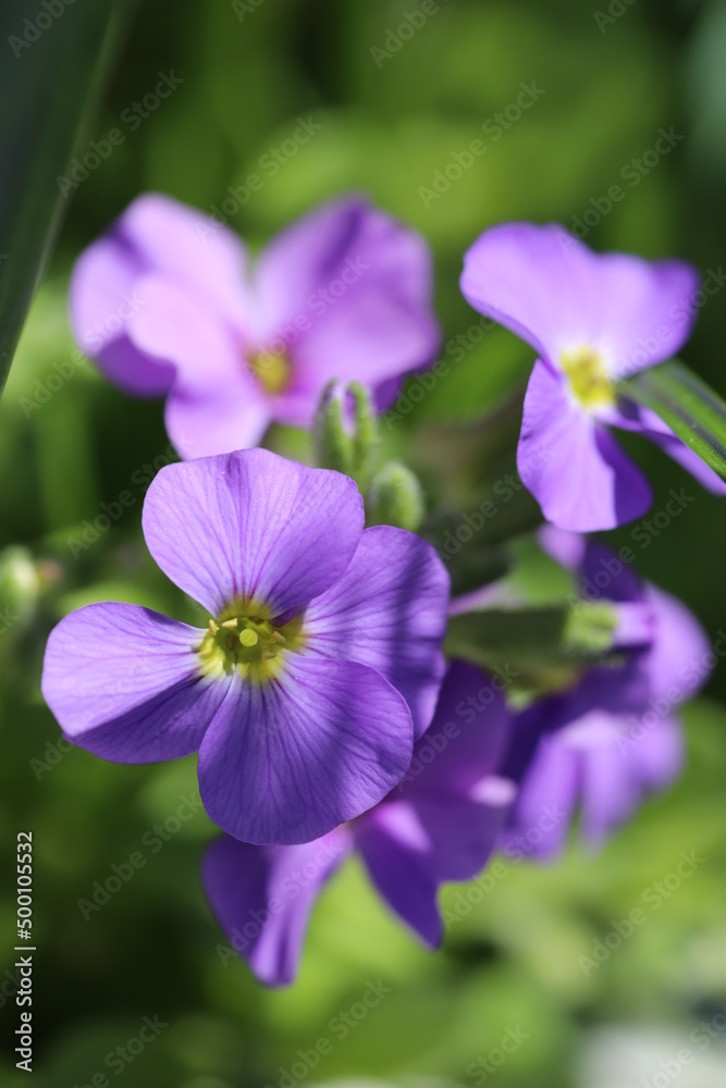 violet flower in the garden violet flower in the garden