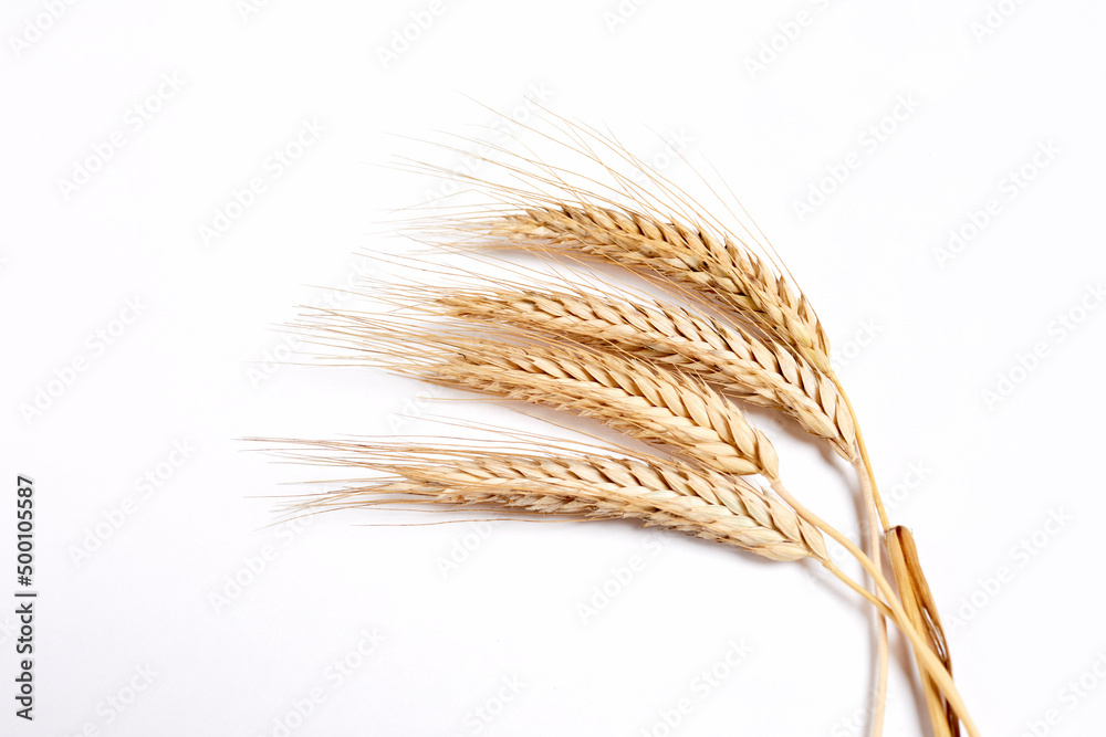 wheat isolated on the white wheat isolated on the white