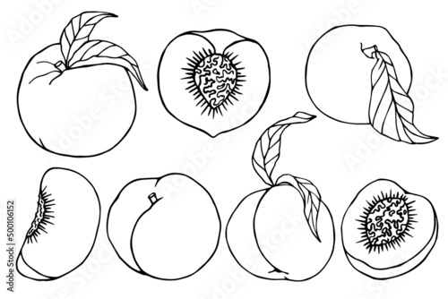 Set of sketches of peaches. Vector graphics.