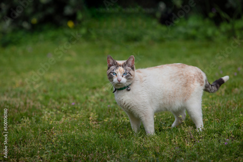 White cat walking on the grass in the garden.