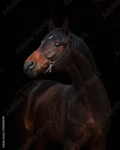Portrait of a beautiful chestnut horse on black background isolated, head closeup.