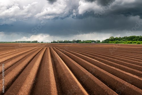 Agricultural field with even rows in the spring. Growing potatoes. Rainy dark clouds in the background. Ukraine agriculture