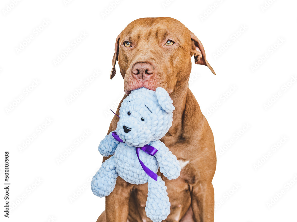 Lovable, pretty brown puppy and teddy bear. Close-up, indoors. Studio shot. Day light. Congratulations for family, loved ones, friends and colleagues. Pets care concept Lovable, pretty brown puppy and teddy bear. Close-up, indoors. Studio shot. Day light. Congratulations for family, loved ones, friends and colleagues. Pets care concept