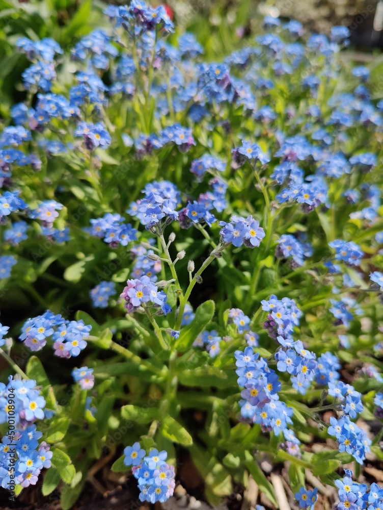 forget_me_not_blossom