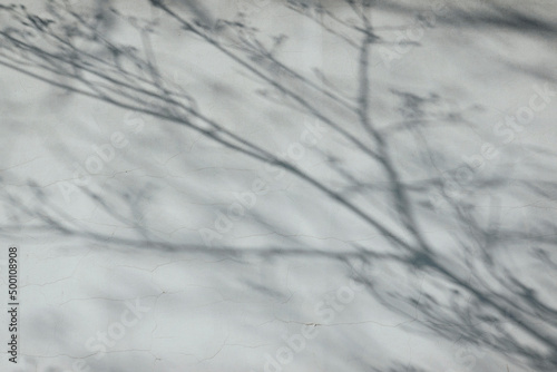 Gray shadows of bare tree branches on old white concrete wall in sunny day. Abstract neutral urban background