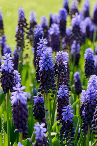 Light blue and dark blue muscari with green background photo