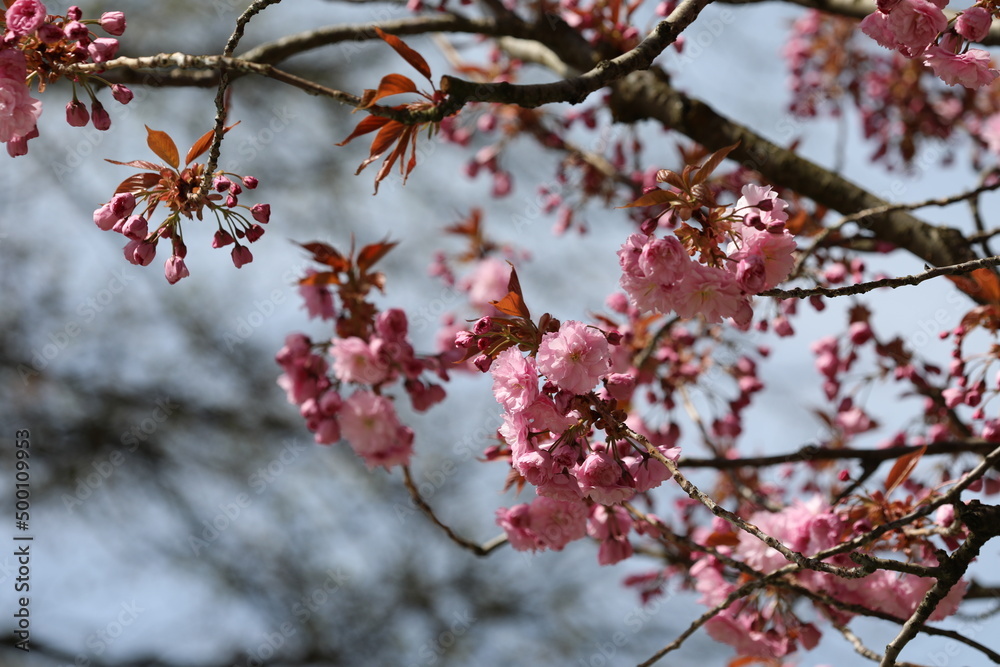 cherry tree blossom