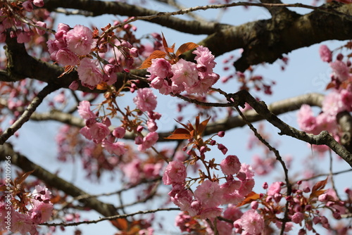 cherry tree blossom