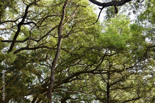 tree in the park