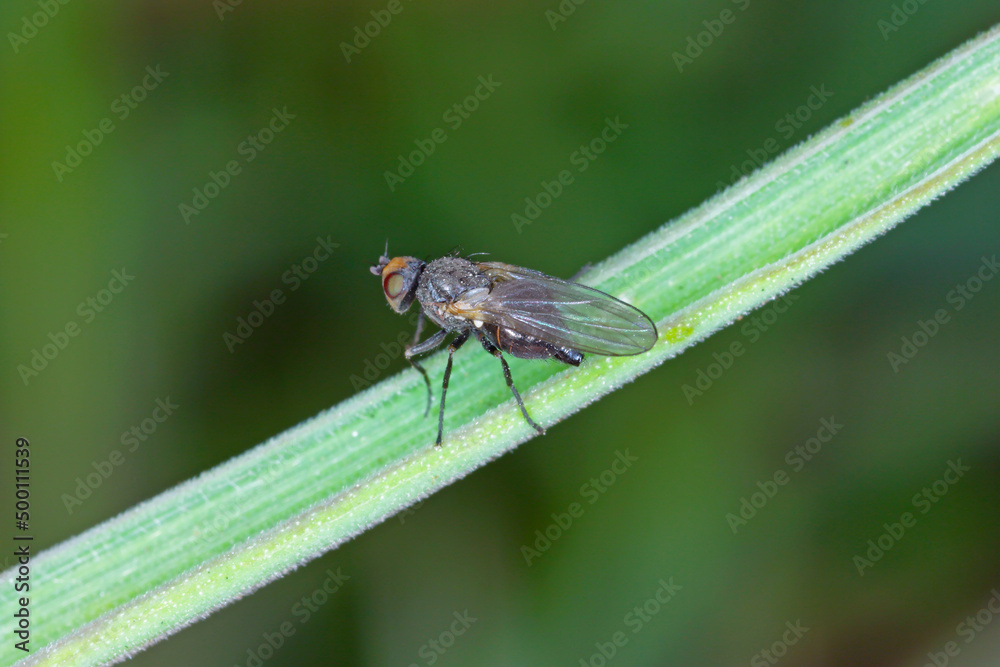 Leaf miner, is a species of insect, a fly of the family Agromyzidae. It is pest of many crops. Insects on cereals. Leaf miner, is a species of insect, a fly of the family Agromyzidae. It is pest of many crops. Insects on cereals.
