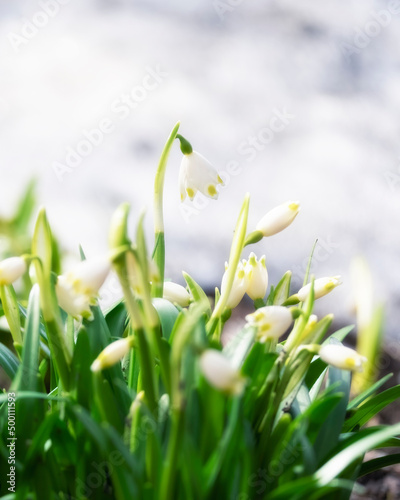 spring snowdrop whiteflower, Leucojum vernum, White bells of flower garden - the first spring flowers against the backdrop of snow