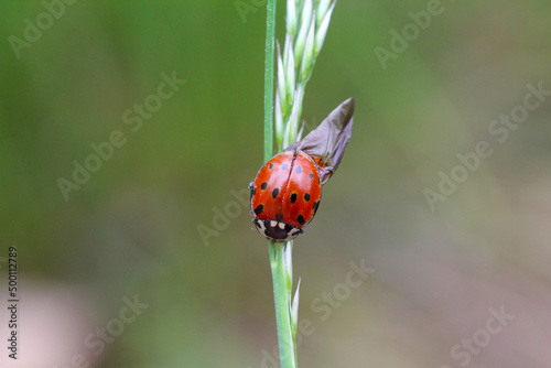 Eyed Ladybird (Anatis ocellata). Ladybug sitting on the plant. eyed ladybug. Anatis ocellata.