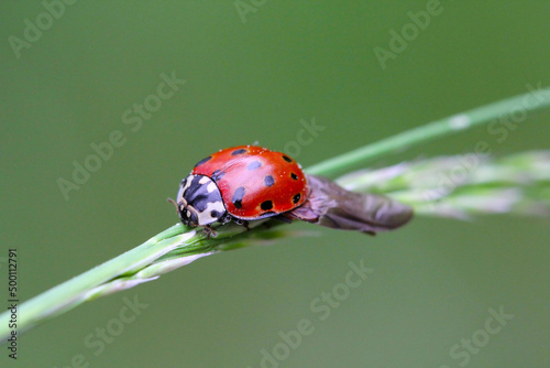 Eyed Ladybird (Anatis ocellata). Ladybug sitting on the plant. eyed ladybug. Anatis ocellata. photo