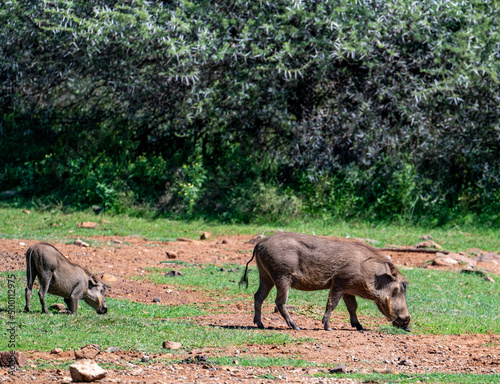 Warthogs in the Pilanesberg Nature Reserve, South Africa.