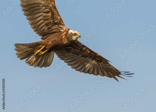 Marsh harrier (Circus aeruginosus) flying overhead close up in blue sky