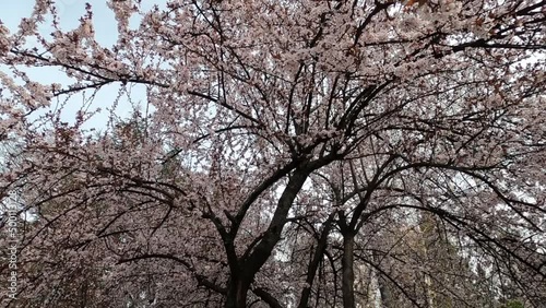 Wallpaper Mural slow motion spring flowers on branches in the garden Torontodigital.ca