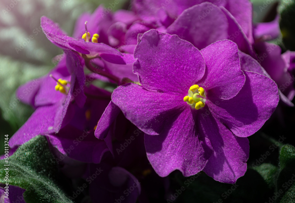 Obraz premium purple saintpaulia flowers with yellow stamens