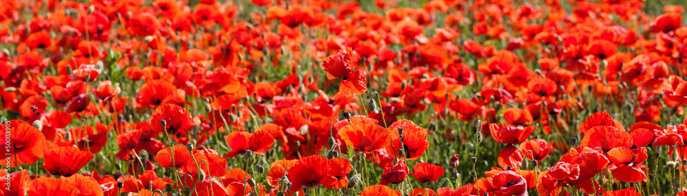 Naklejka premium Poppy flower