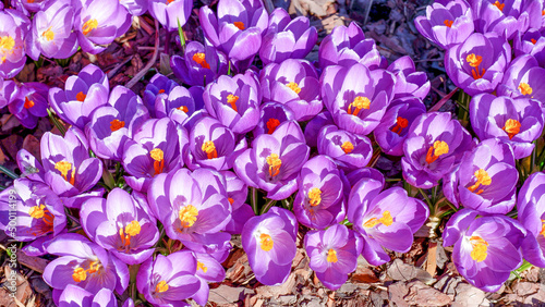 Purple crocus flowers in spring. In early spring  the first flowers bloomed in the garden. Glade of blooming crocuses. View from above. Sunny spring day.