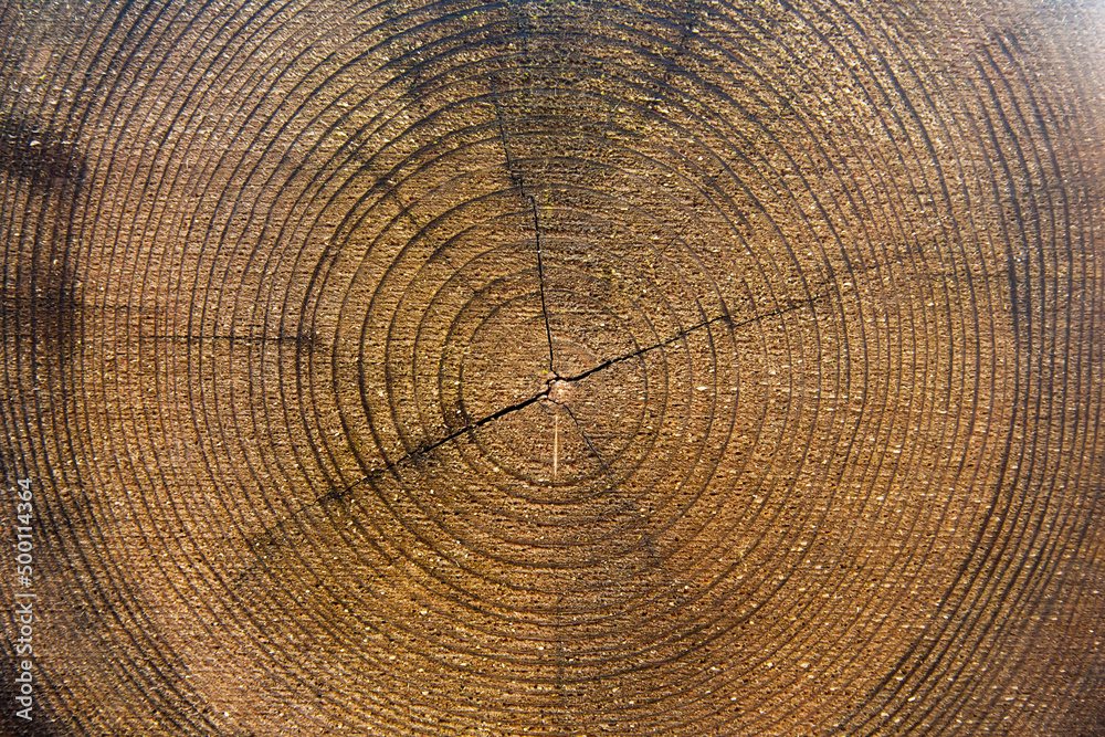 The texture of the cut tree, with growth rings. Cross cut of a tree, close-up. The texture of the cut tree, with growth rings. Cross cut of a tree, close-up.
