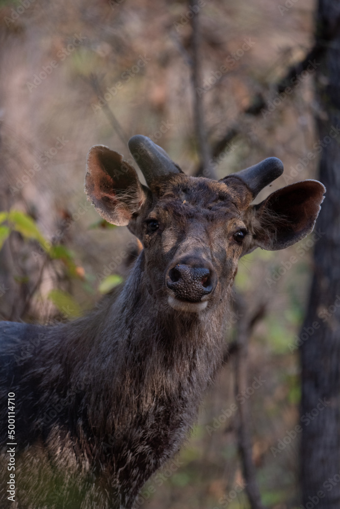 Sambar Deer Standing On Grassy Field At a Forest in Madhya Pradesh, India