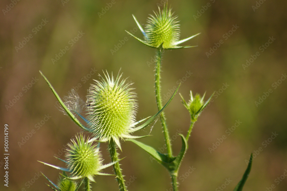 Closeup of green cutleaf teasel seeds with blurred background Closeup of green cutleaf teasel seeds with blurred background