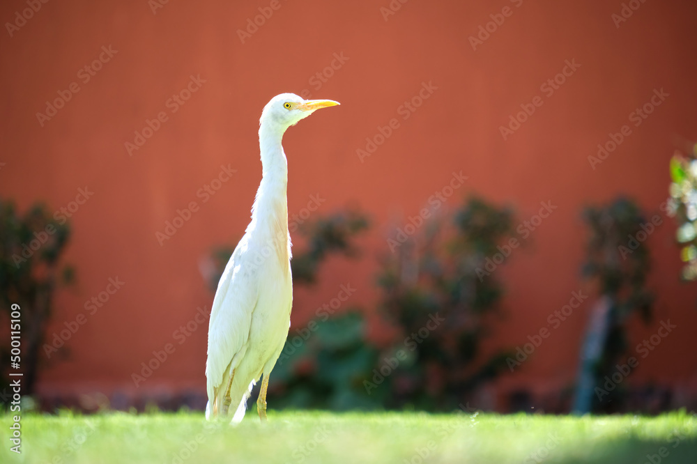 Obraz premium White cattle egret wild bird, also known as Bubulcus ibis, walking on green lawn at hotel yard in summer