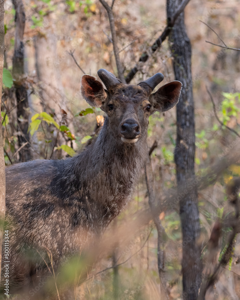 Sambar Deer Standing On Grassy Field At a Forest in Madhya Pradesh, India Sambar Deer Standing On Grassy Field At a Forest in Madhya Pradesh, India