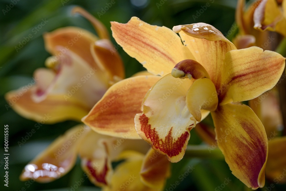 orchid in the garden orchid in the garden