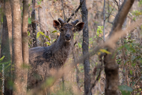 Sambar Deer Standing On Grassy Field At a Forest in Madhya Pradesh, India