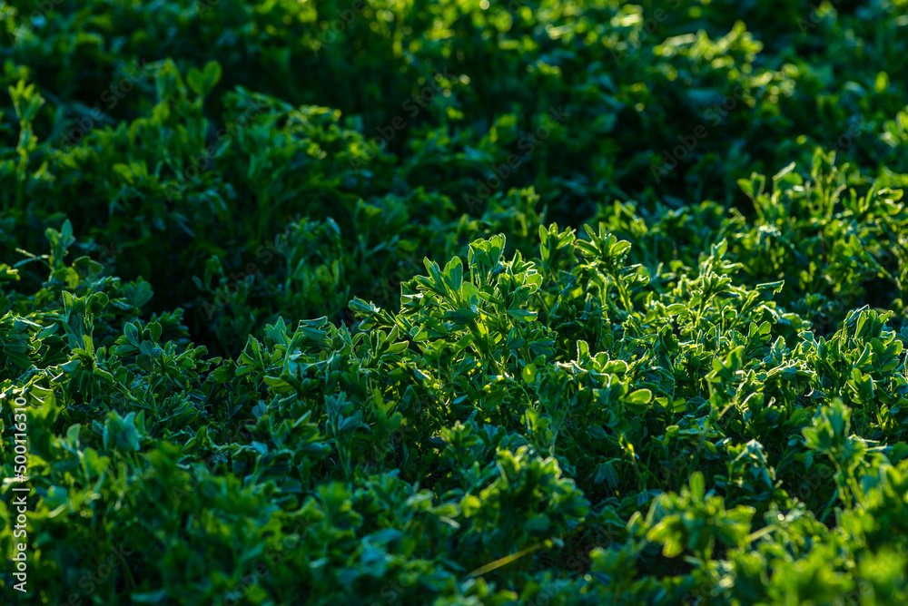 Field of alfalfa in spring. Stems with leaves of the young alfalfa on field closeup. Green field of lucerne (Medicago sativa). Field of fresh grass growing.