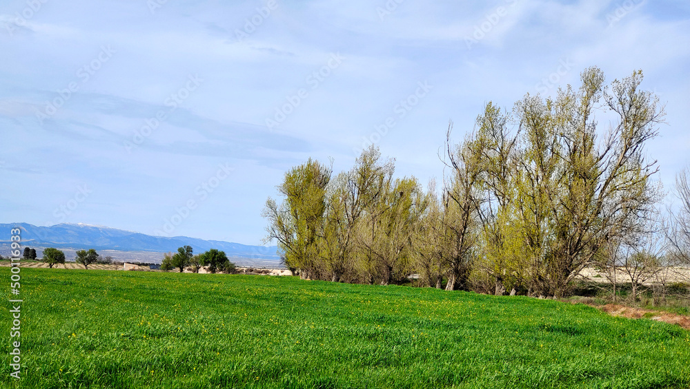 Flowers in the meadows