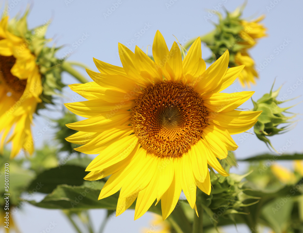sunflower for the production of the seeds from which the oil used by the food industry is obtained sunflower for the production of the seeds from which the oil used by the food industry is obtained