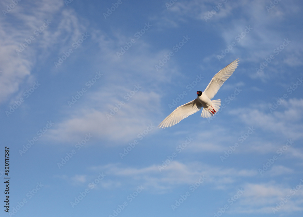 Fototapeta premium Black-headed gull also called Croicocephalus ridibundus.on the blue sky in summer
