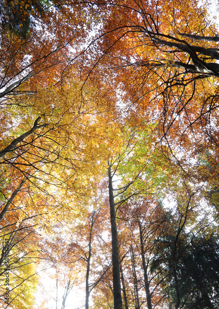 forest with trees with the autumn colors of deciduous leaves without people