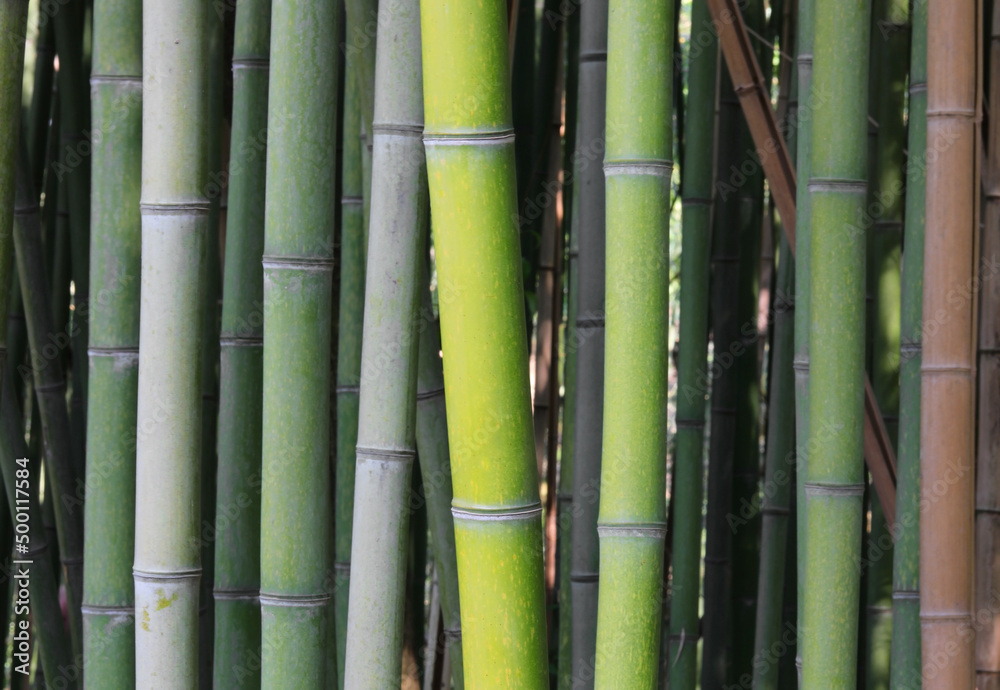 many trunks of green bamboo in thick reeds in summer