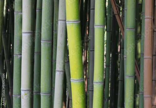 many trunks of green bamboo in thick reeds in summer