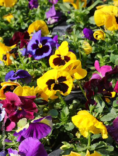 background of blooming primroses of many colors for sale in the flower market