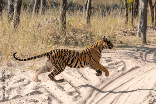 A young tiger running after a prey in the forest in India  Madhya Pradesh 