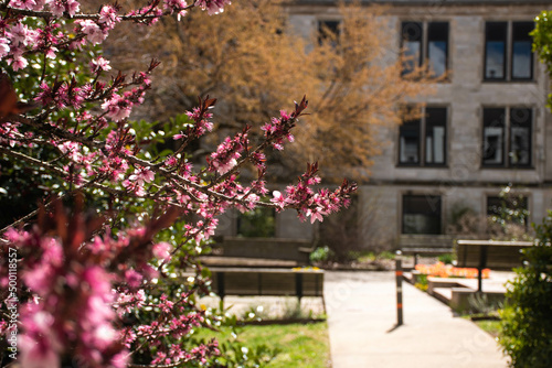A blooming branch with pink flowers and a building in the background 