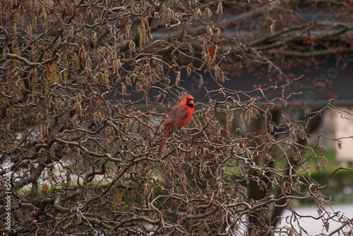 A red cardinal bird in brown twisted and tangled branches 