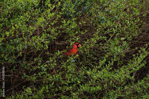 A red cardinal bird hidden in branches with green leaves 
