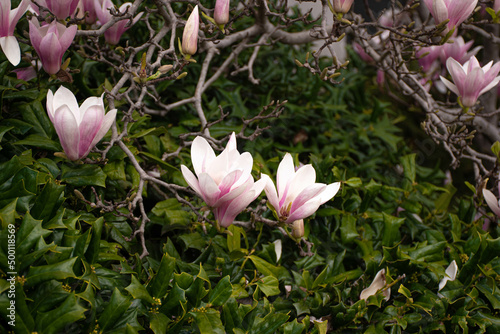Blooming pink and white magnolias with green background 