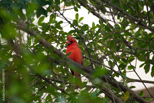 A red cardinal bird in branches with green leaves 